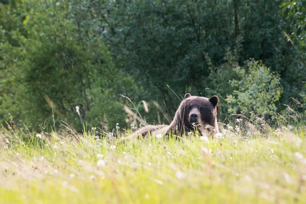 Grizzly Beer Het Wild — Stockfoto