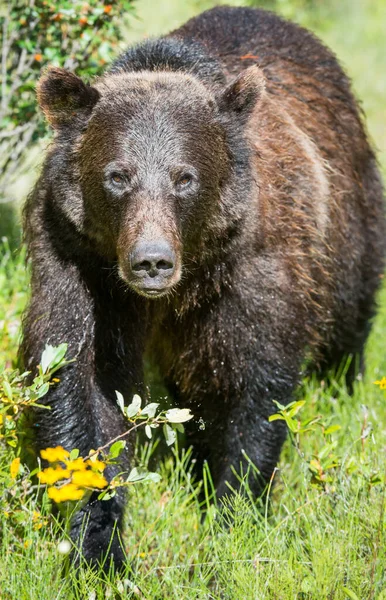 Medvěd Grizzly Divočině — Stock fotografie