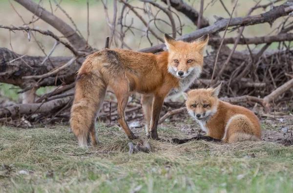 Carino Volpi Rosse Insieme Erba Natura Selvaggia — Foto Stock