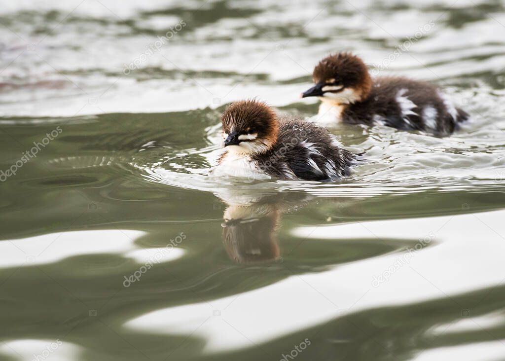 Merganser family in the wild