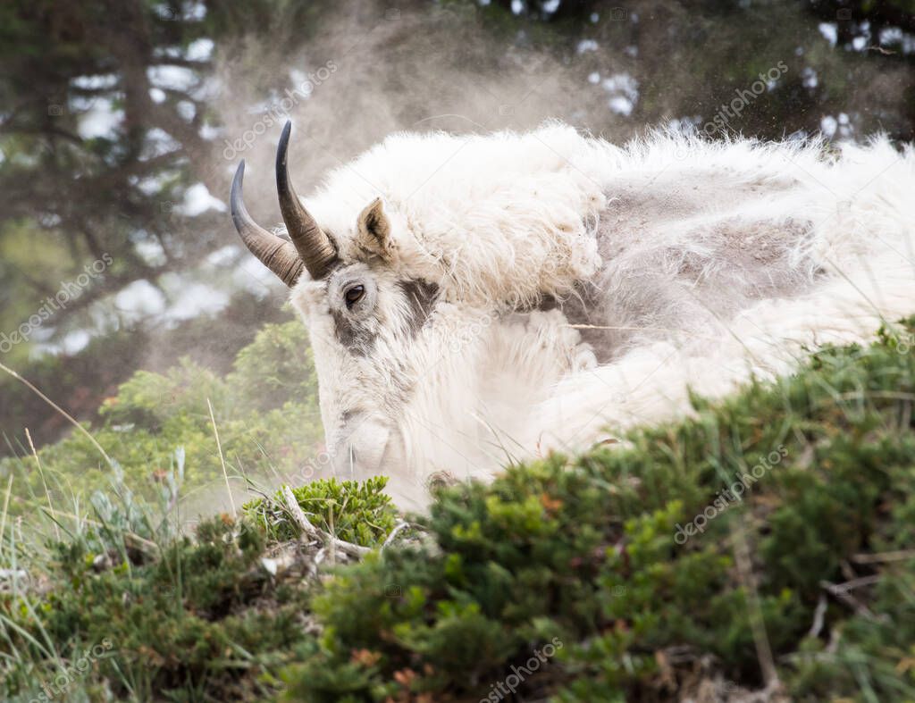 Mountain Goat in  wild, national park, jasper, canada