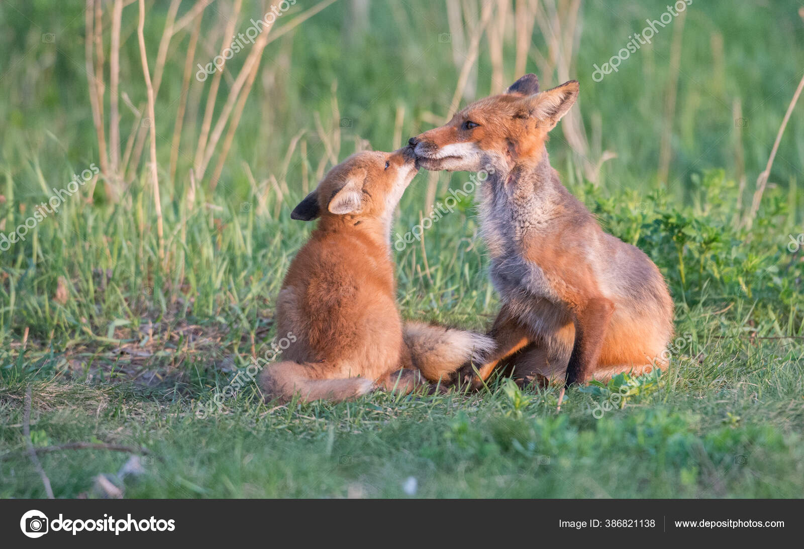 Cute Red Foxes Together Captured Park Stock Photo by ©jill@ghostbear ...