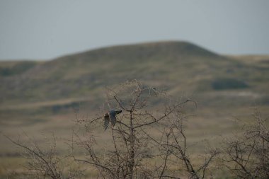 Görkemli şahinin vahşi doğadaki manzarası.