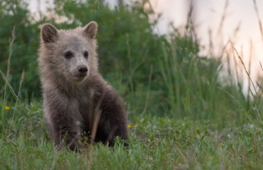 Vahşi doğada boz ayılar