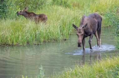 Vahşi Moose ailesi.