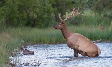 Vahşi doğada boğa geyiği