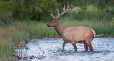 Vahşi doğada boğa geyiği