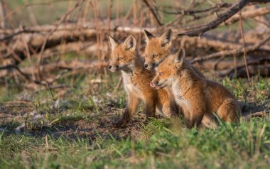 Vahşi doğada çimlerin üzerinde sevimli kızıl tilkiler.