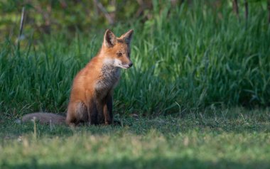Parktaki güzel kızıl tilki manzarası
