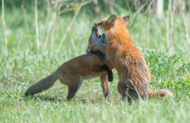 Parkta yakalanan sevimli kızıl tilkiler.