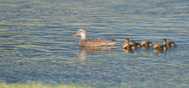 Ördek ailesi vahşi doğada