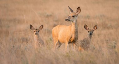 Vahşi doğadaki geyik ailesi
