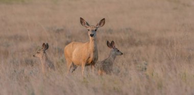 Vahşi doğadaki geyik ailesi