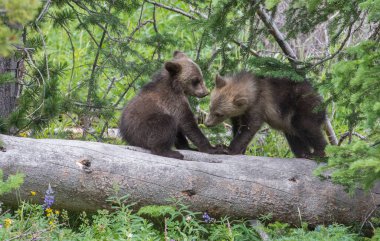 Vahşi doğada boz ayı