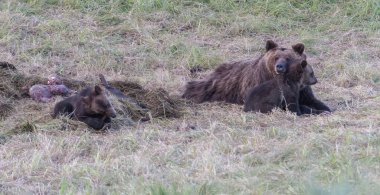 Vahşi doğada boz ayı
