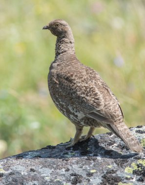Kanada 'nın vahşi doğasında orman tavuğuna yakın çekim