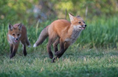 Vahşi doğada çimlerin üzerinde sevimli kızıl tilkiler.