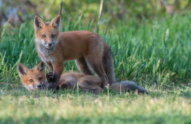 Parkta yakalanan sevimli kızıl tilkiler.