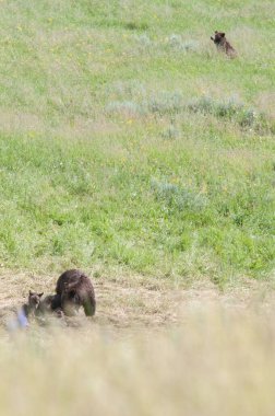 Vahşi doğada boz ayı ailesi