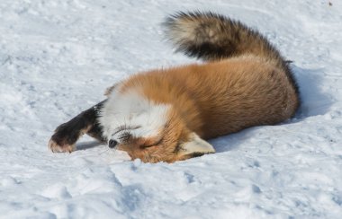 Kızıl tilki vahşi doğada