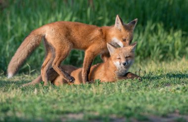 Parkta yakalanan sevimli kızıl tilkiler.