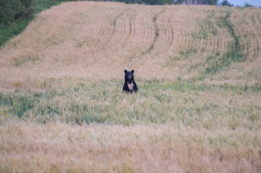 Manitoba kırsalında Kara Ayı
