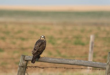 Çitin üzerine tünemiş görkemli şahinin manzarası