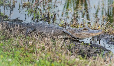 Florida 'da vahşi bir timsah.