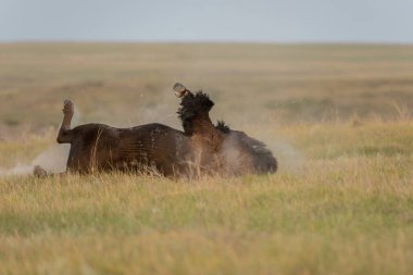 Bizonlar vahşi doğada