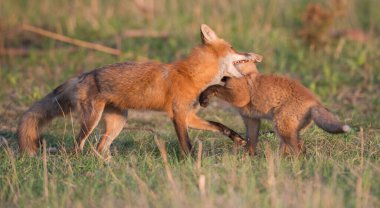 Parkta yakalanan sevimli kızıl tilkiler.