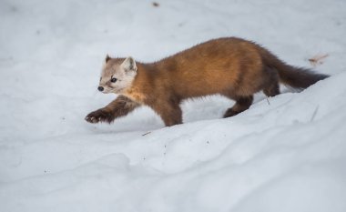 Banff Ulusal Parkı, Alberta, Kanada 'da kar üzerinde yürüyen çam mermeri.