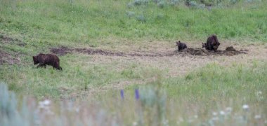 Vahşi doğada boz ayı