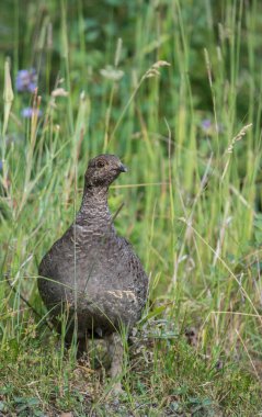 Kanada 'nın vahşi doğasında orman tavuğuna yakın çekim