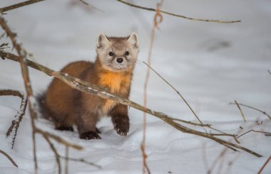 Banff Ulusal Parkı, Alberta, Kanada 'da kar üzerinde yürüyen çam mermeri.