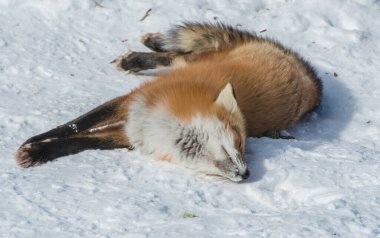 Kızıl tilki vahşi doğada