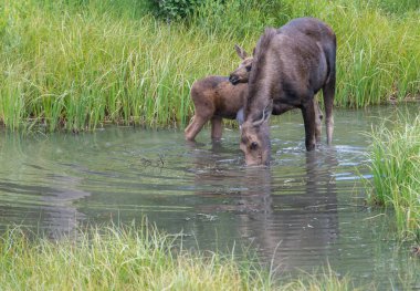 Vahşi Moose ailesi.