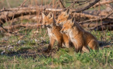 Doğada sevimli kızıl tilkiler bir arada.