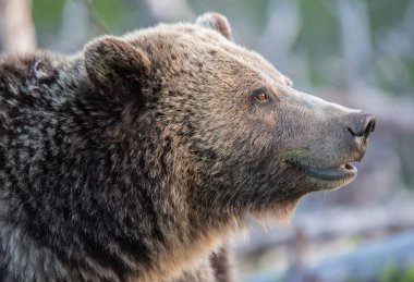 Vahşi doğada boz ayılar