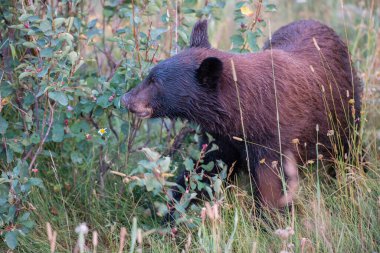 Kara ayı vahşi doğada
