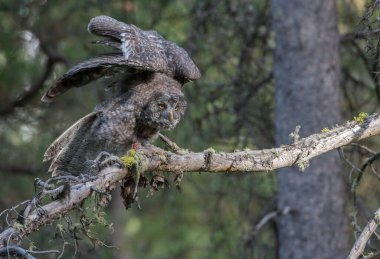 Büyük gri baykuş vahşi doğada, alberta, Kanada