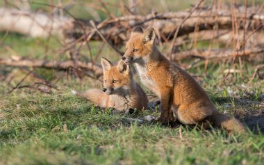 Parkta yakalanan sevimli kızıl tilkiler.
