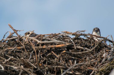 Osprey vahşi doğada