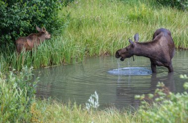 Vahşi Moose ailesi.