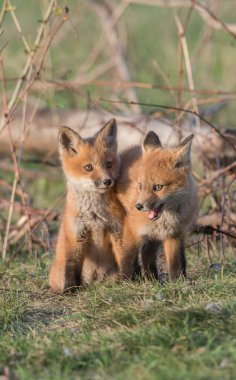 cute red foxes together captured at park clipart