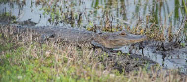 Vahşi doğadaki timsah