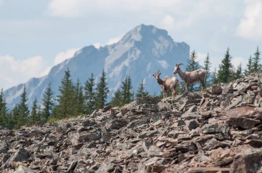 Koca boynuzlu koyunlar vahşi doğada