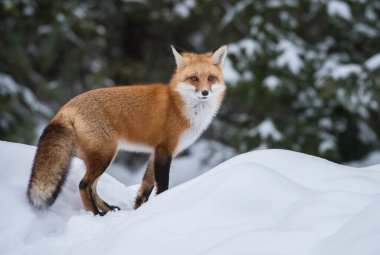Kızıl tilki vahşi doğada