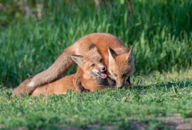 Parkta yakalanan sevimli kızıl tilkiler.