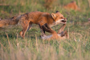 Parkta yakalanan sevimli kızıl tilkiler.