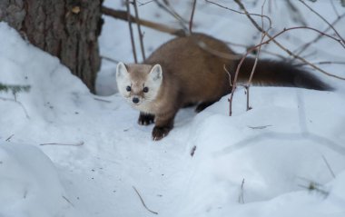 Banff Ulusal Parkı, Alberta, Kanada 'da kar üzerinde yürüyen çam mermeri.